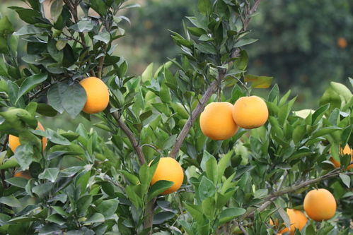 朋友买了赣南脐橙，收到货却要求商家退款，原因令人捧腹