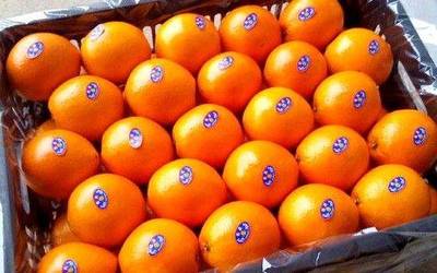 从枝头到指尖 赣南脐橙的数字化新生