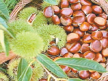 农产品“倒爷”的转型之路 从初级农产品流通到现代农业服务