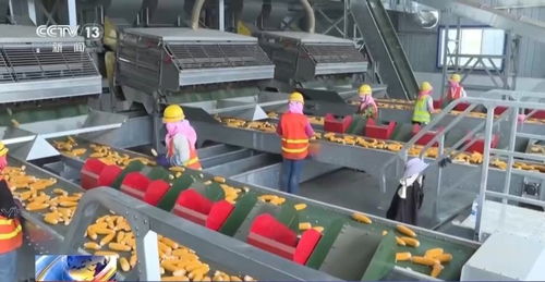 从2264亿斤到13908亿斤 中国粮食生产稳定发展之路