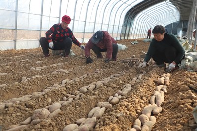 渠水长流正青春丨长在红旗渠畔，95后青年追逐“薯”于家乡的“大产业”梦想