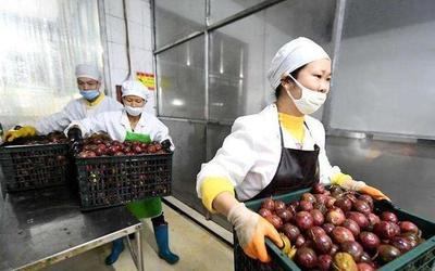 农村创业重围 初级农产品的坑多还是能力不足？