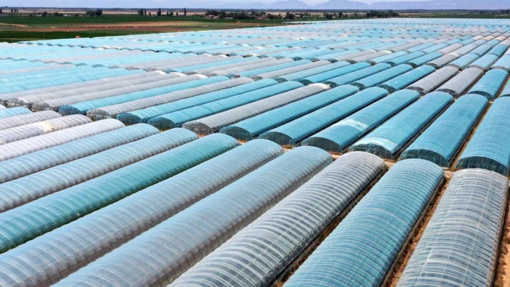 走进县城看发展之六十八|内蒙古五原县 现代农业发展底气足、势头好